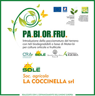 soc.agr.Coccinella cavolorapa